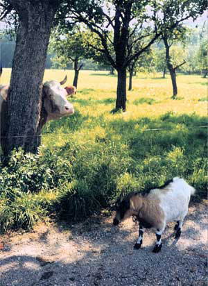 Unser Goaßbock